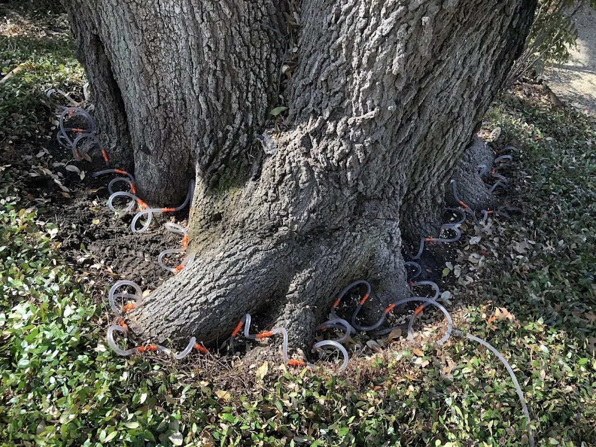 Detailed Tree Cabling and Bracing job site in Floyd
